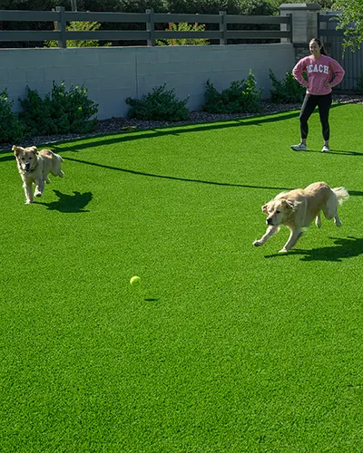 Dogs and dog park